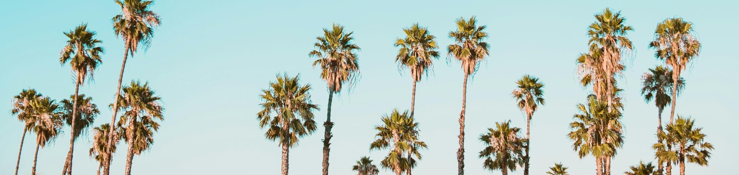 Palm trees